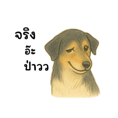 Shabu the number one thai dog