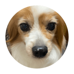 choco_20250424122620