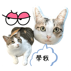 毛寶貝日記
