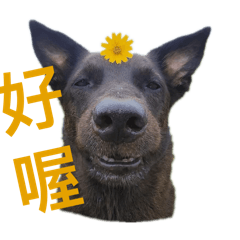 狗迷追蹤者