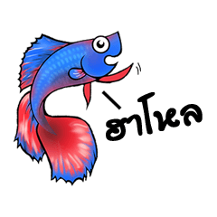 Playful Siamese Betta Fish