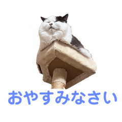 My Mofuo