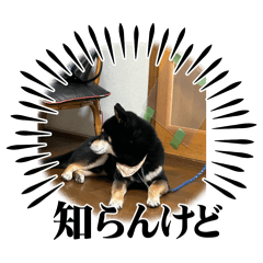 Kuro_20250424210422