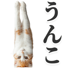 UNKO cat