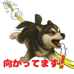 クールな瞳で愛情深いハスキーのスタンプ