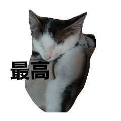 かわいいうちの猫達2