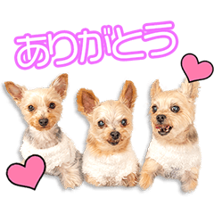 My beloved Riki&Hyo&Rara