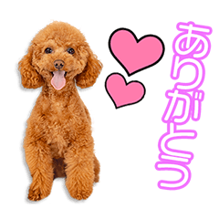 My beloved Pochi