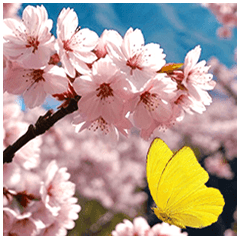 Flowers and yellow butterfly