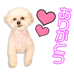 My beloved Tenyo
