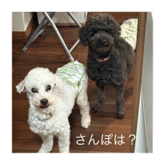 yanagi_20250423205046