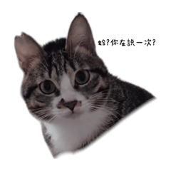 咪嚕的厭世日記