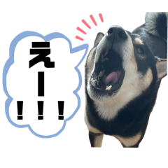 miho_20250425045417