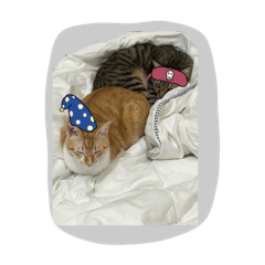 Silly Cats 2 - Meowzilla & Gedorah