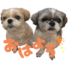 shibata's dog