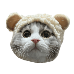 neko_20250425001532