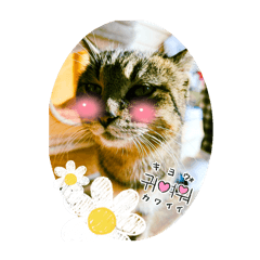neko*neko2