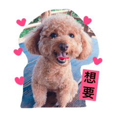 哈囉波.1