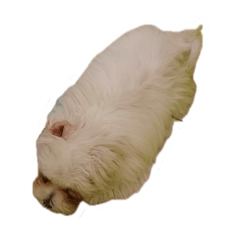 古尼的一百種睡姿