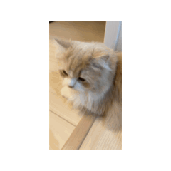 cat_20250424180654