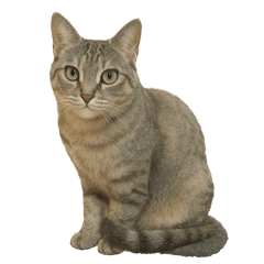 猫のこっち