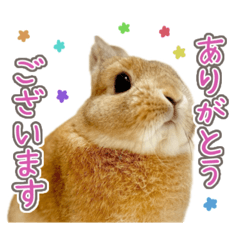 UichanTV_Polite Stamps