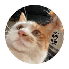 動物會說話？！