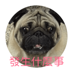 八哥犬的生活