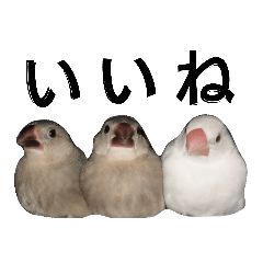 Java Sparrow cute stamps
