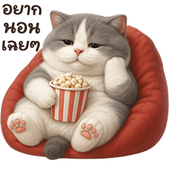 Grey and White Cat So Cute