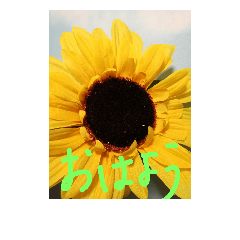 stampofsunflower