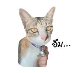 Jaomeetang