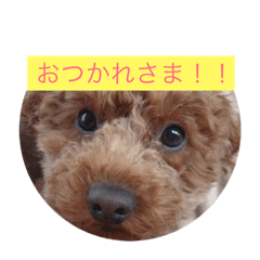 My loving dog name is moco