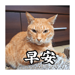 菊長日常-早安篇