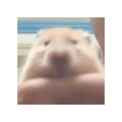 大鼻1