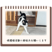 itoshima_no_neko