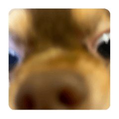 amber_20250425150311