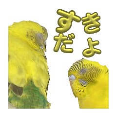 boudutubesu