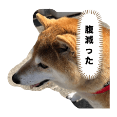 RAN_20250425224459