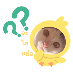 Thida cat