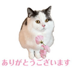 Nanamofumofu