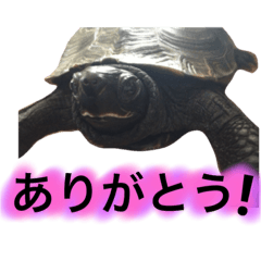 Turtle's "q-chan"