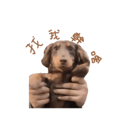 Legodooog