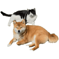 楠本家のイッヌネッコ２