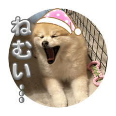 rinrin_20250426094627