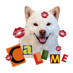 BB SHIBA