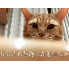 mochi is a cat