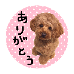 toy poodle Musashi