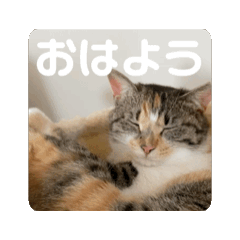 momo_20250427001830