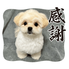 nao_20250426203135
